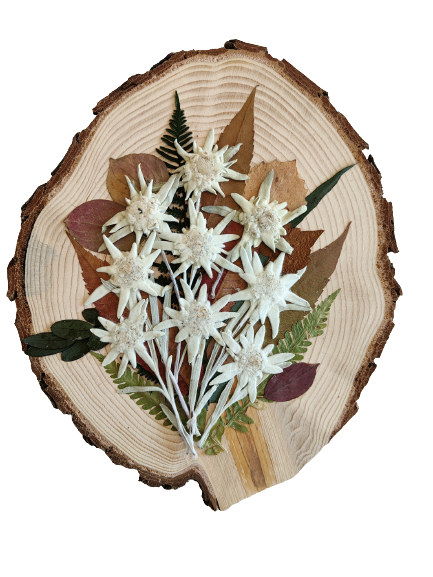 Wood slice with bark hand decorated with real edelweiss