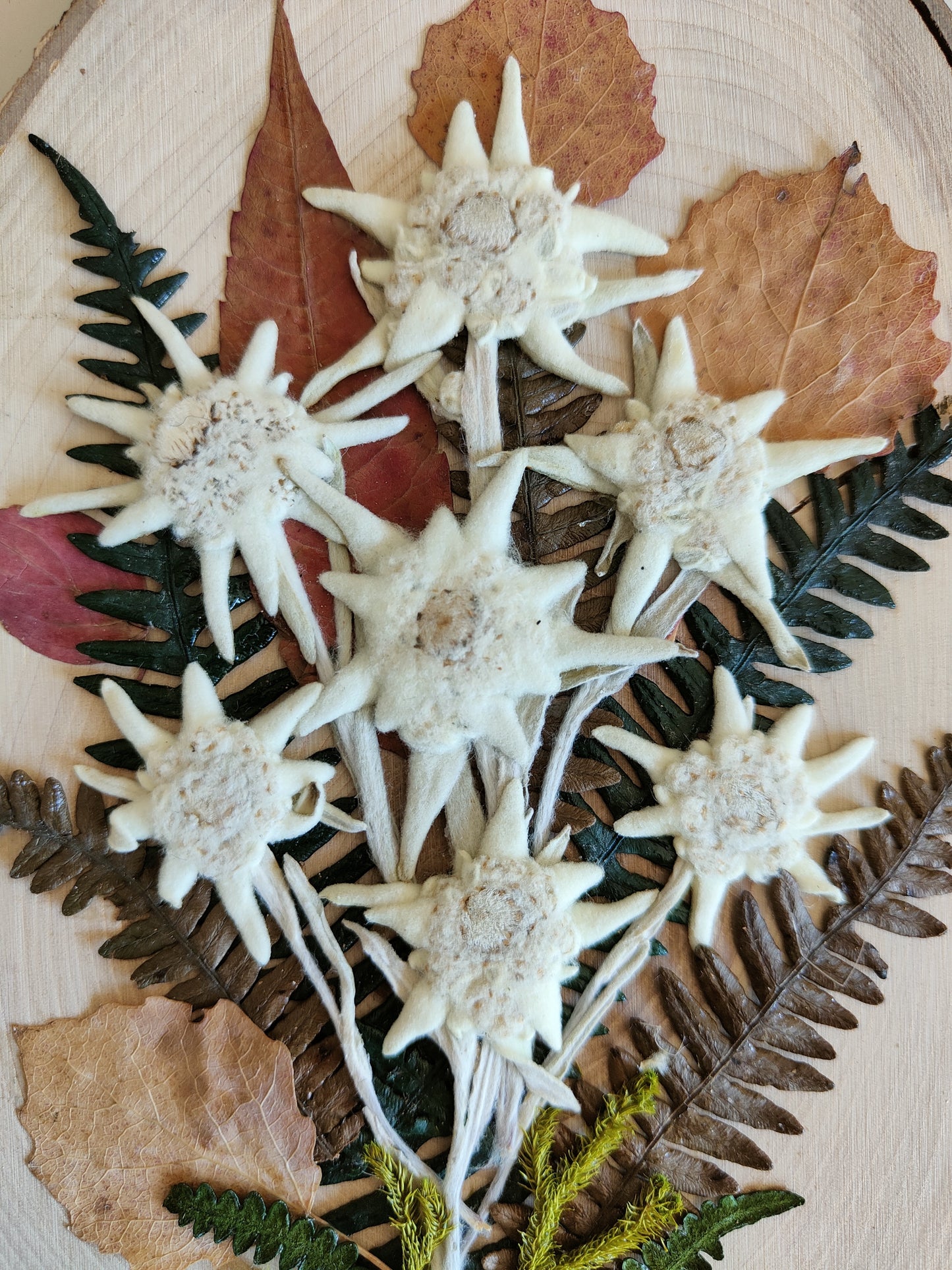 Wood slice with bark hand decorated with real edelweiss