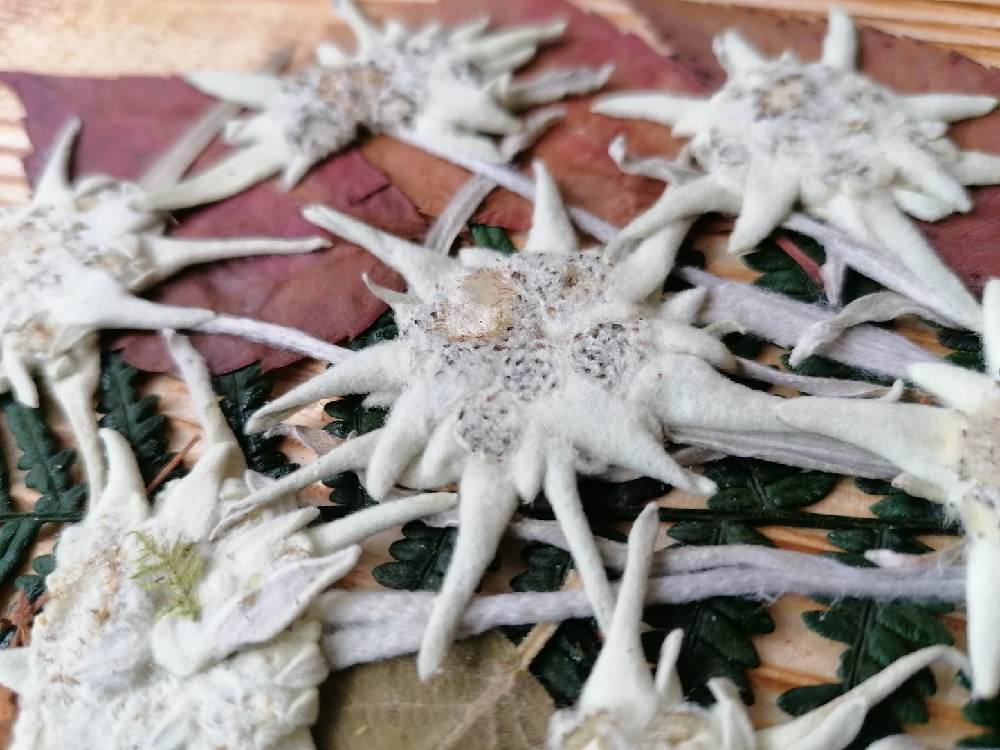 Wood slice with bark hand decorated with real edelweiss