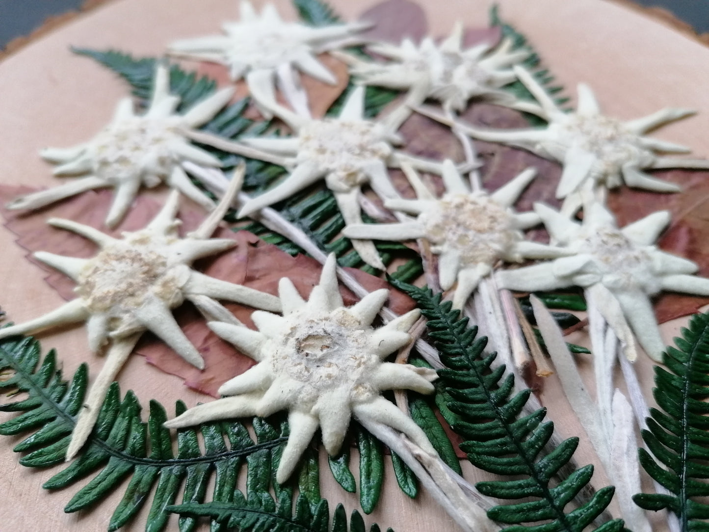 Wood slice with bark hand decorated with real edelweiss